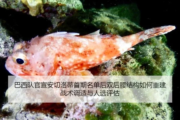 巴西队官宣安切洛蒂首期名单后双后腰结构如何重建战术调适与人选评估